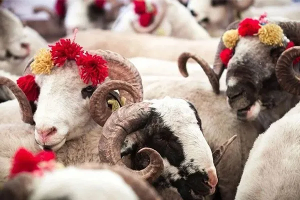 Akika Kurbanı Nedir?