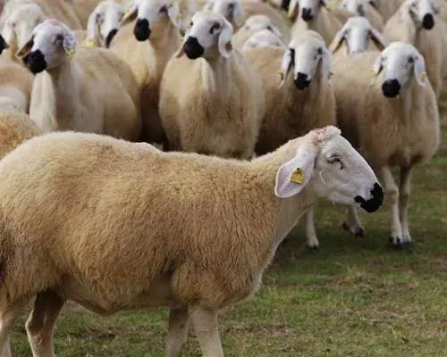 Ücretsiz Servis Hizmeti