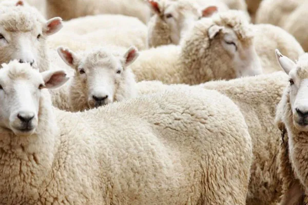 Şükür Kurbanı Nedir?