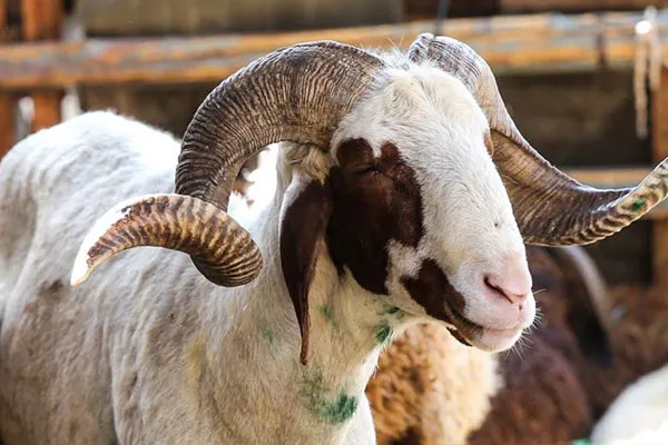 Kabir Kurbanı Nedir?